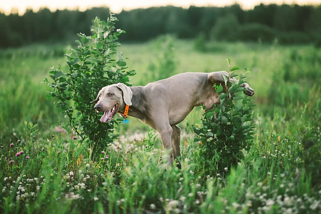 How long can dogs hold their pee?