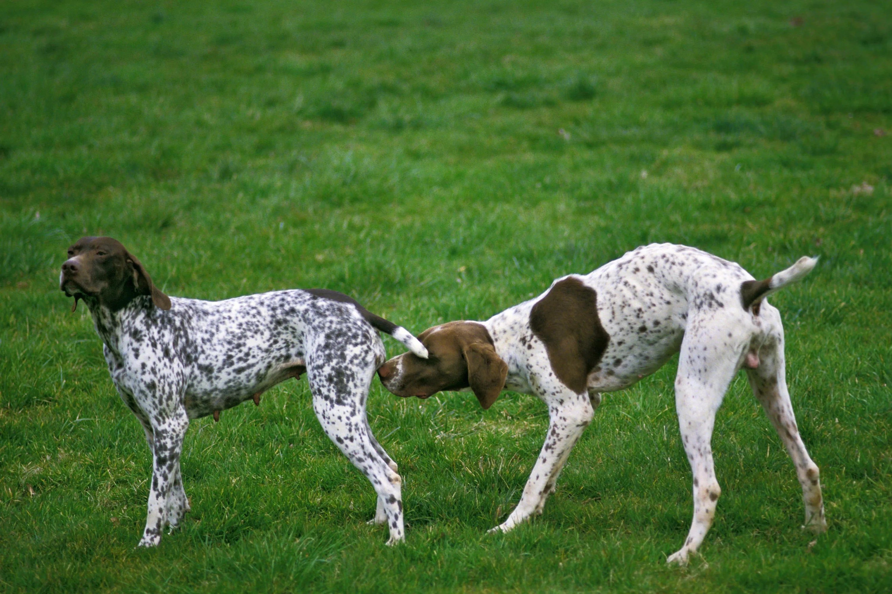 Dog pads for heat cycle online