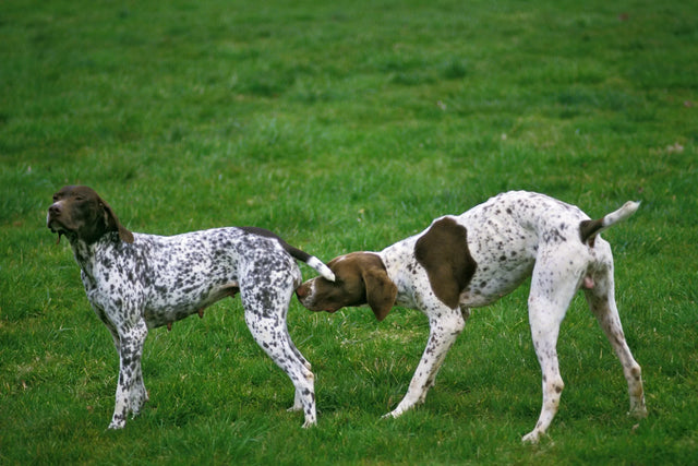 How often do dogs go into heat? For how long?