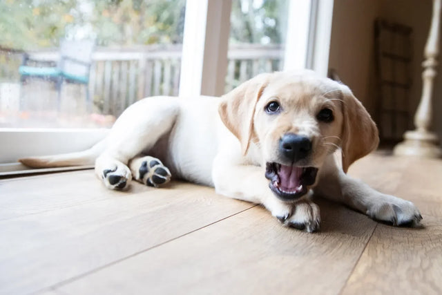 How to stop a puppy from barking: 5 tips