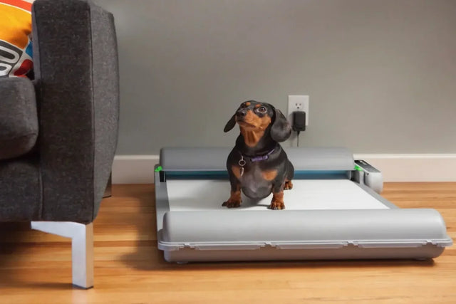 Indoor potty training guide for dogs