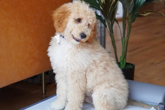 How to introduce a new puppy to your dog