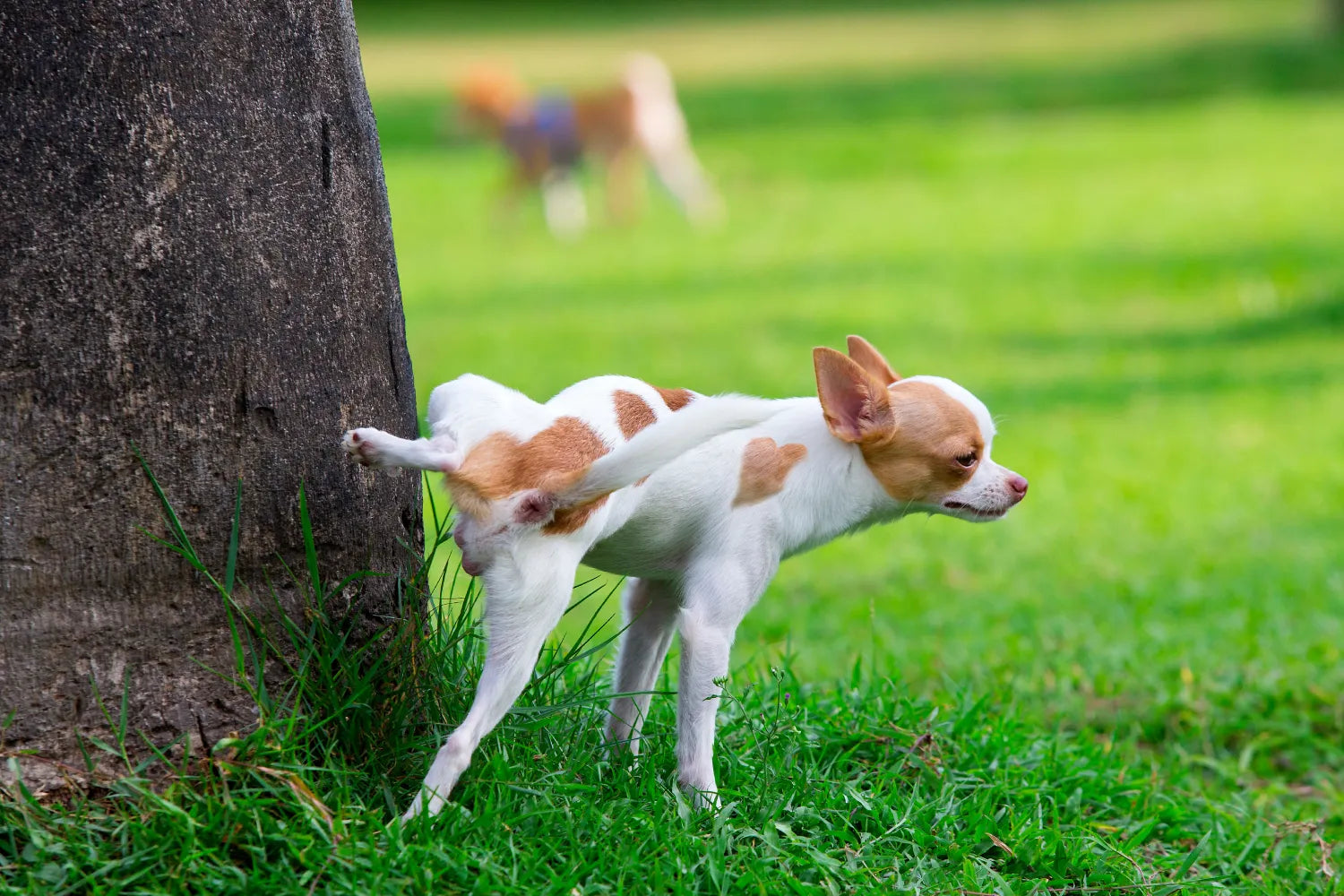 How To Train Dog To Pee in One Spot: 7 Tips