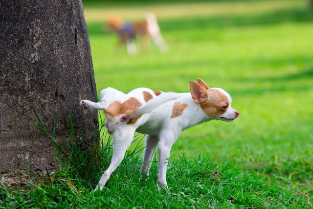 How to train dog to pee in one spot: 7 tips