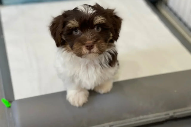 How to prepare for a new puppy