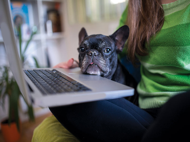 4 Ways Brilliant Pad Protects Your Dog’s Health