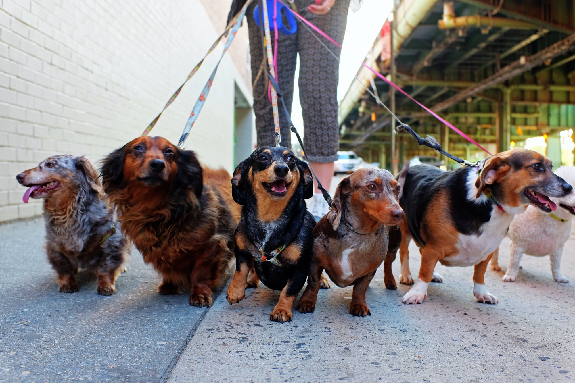 Walking Your Dog: Unleash the Benefits
