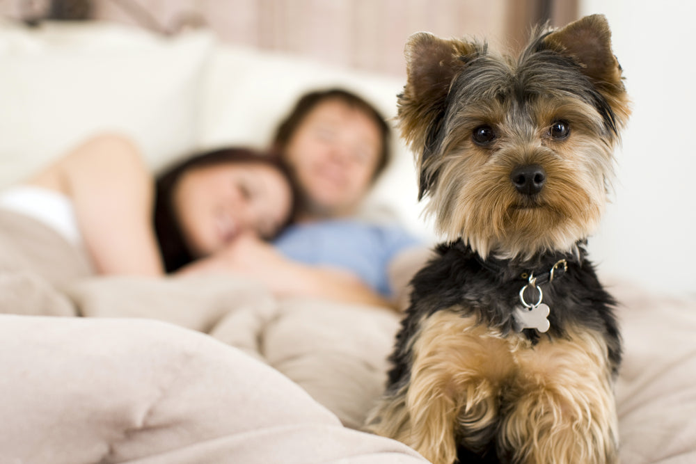Why Dogs Make Us Happier Humans