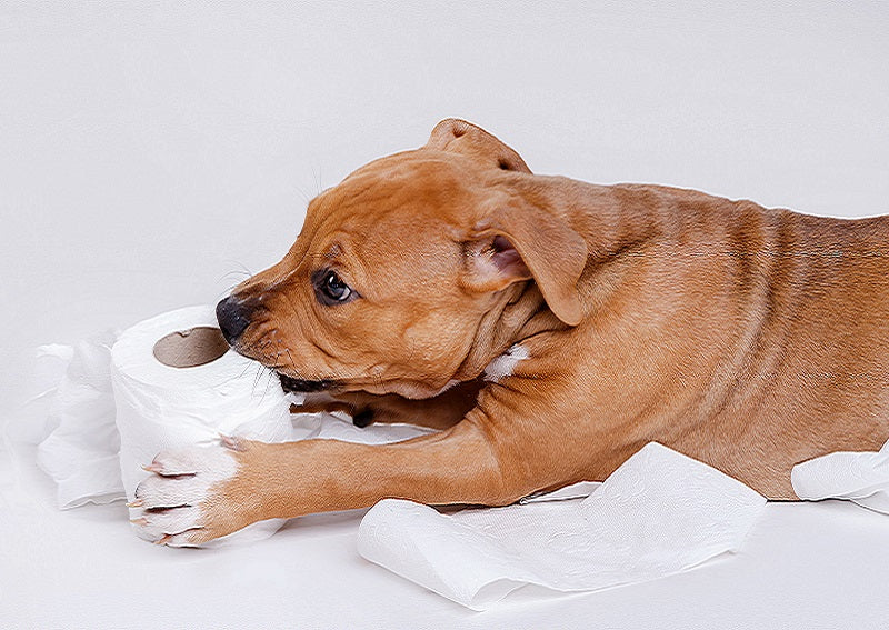 Let It Go! Brilliant Pad is there for your Pet