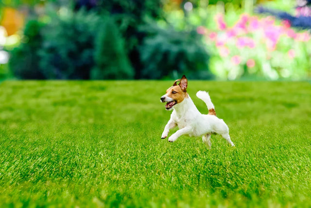 6 ways to keep your yard pet-friendly this summer
