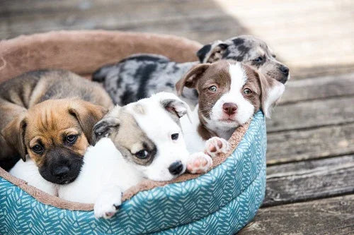 9 tips on how to get your home ready for a new dog