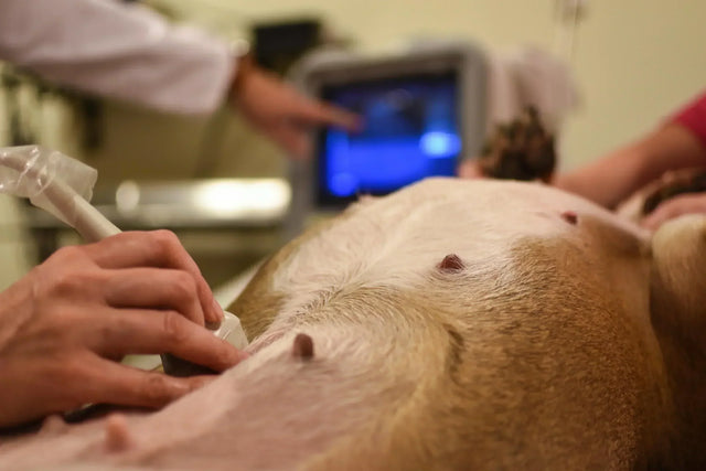How to tell if your dog is pregnant: early signs, timeline, and what to do next