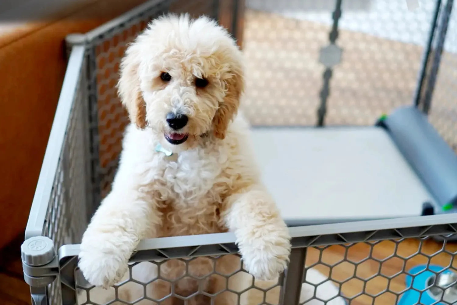 How to use puppy pads crate hot sale