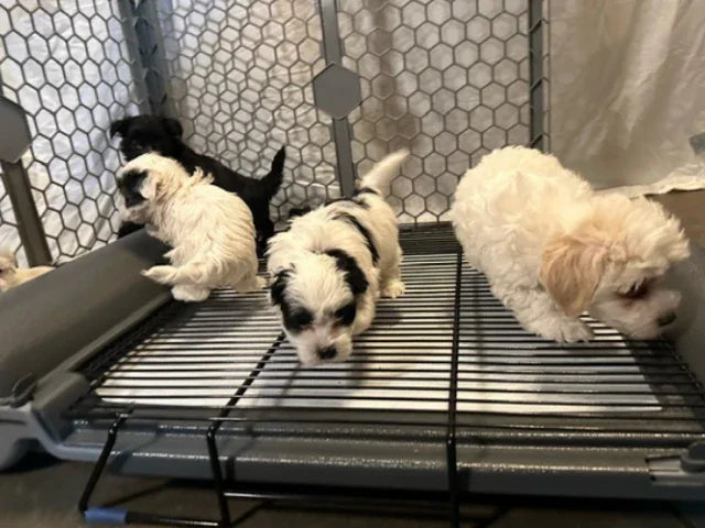 BrilliantPad Pro with Grate for EZwhelp