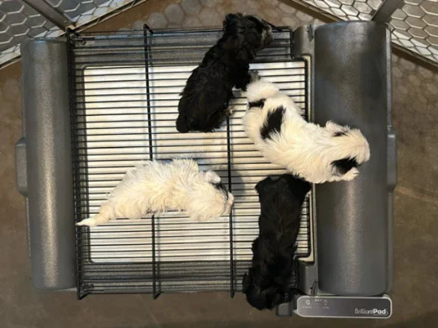 BrilliantPad Pro with Grate for EZwhelp