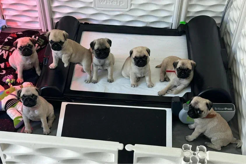 BrilliantPad Pro for Breeders with Grate