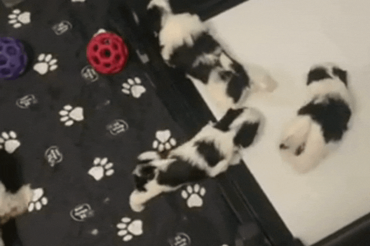 BrilliantPad Pro Bundle for EZwhelp