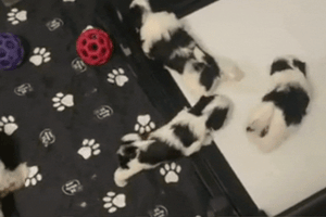 BrilliantPad Pro Bundle for EZwhelp