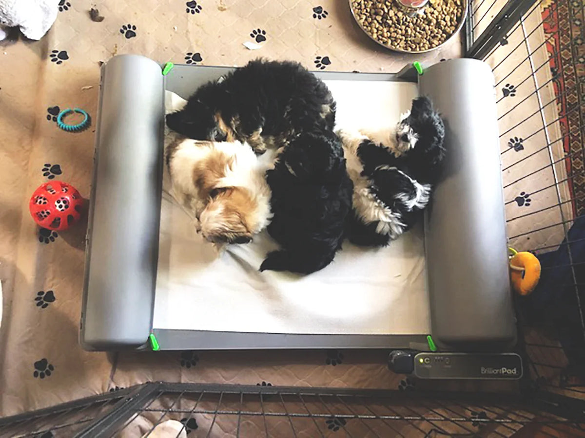 BrilliantPad Breeder Bundle Special Offer