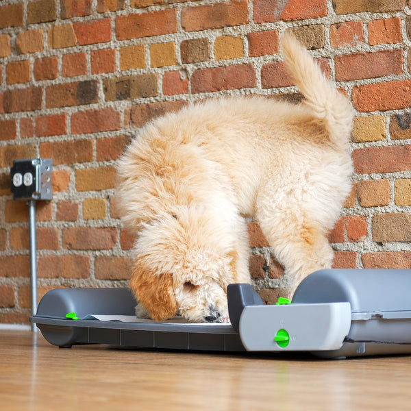 dog on the smart indoor dog potty, BrilliantPad Smart
