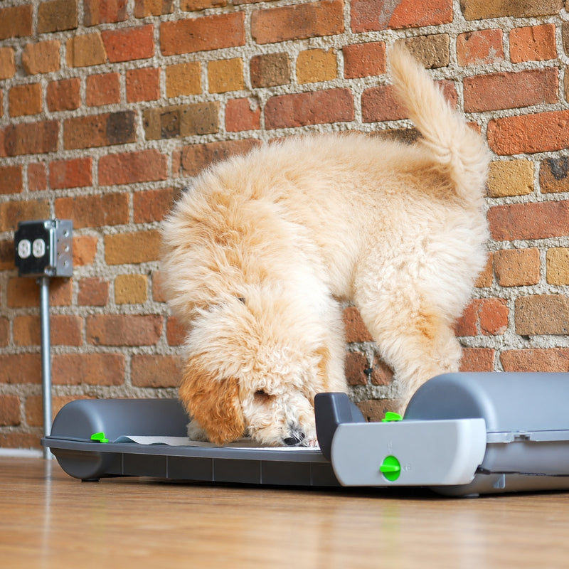 dog on the smart indoor dog potty, BrilliantPad Smart