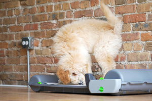 dog on the smart indoor dog potty, BrilliantPad Smart